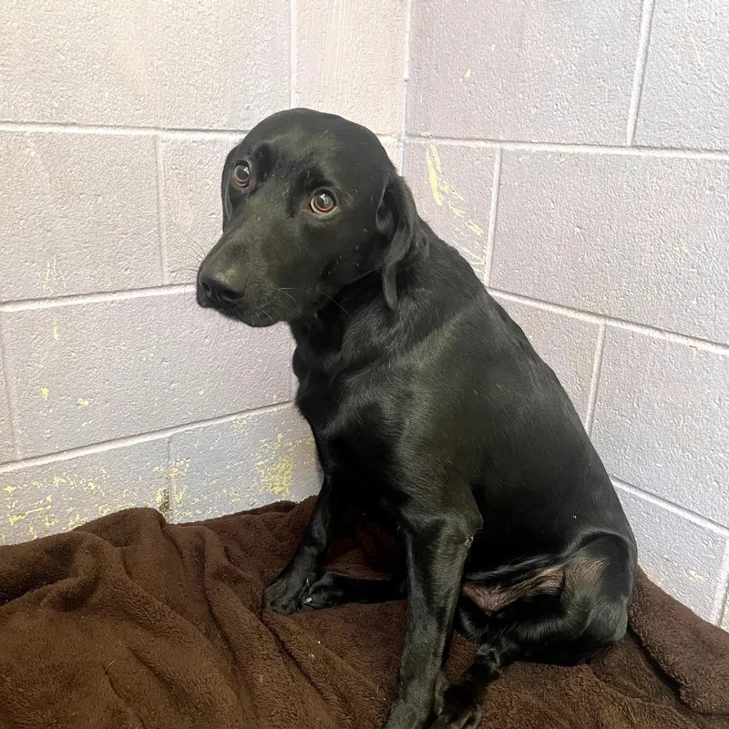 An adult medium-sized male Black Labrador Retriever dog named Carl for adoption in Grass Valley, CA