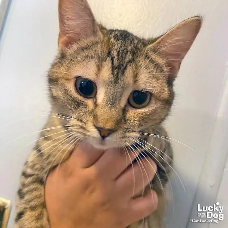 Tortellini thumbnail 2