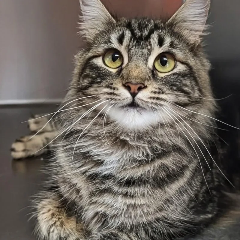 A young medium-sized female Domestic Medium Hair cat named Maple Best Friends with for adoption in West Jefferson, OH