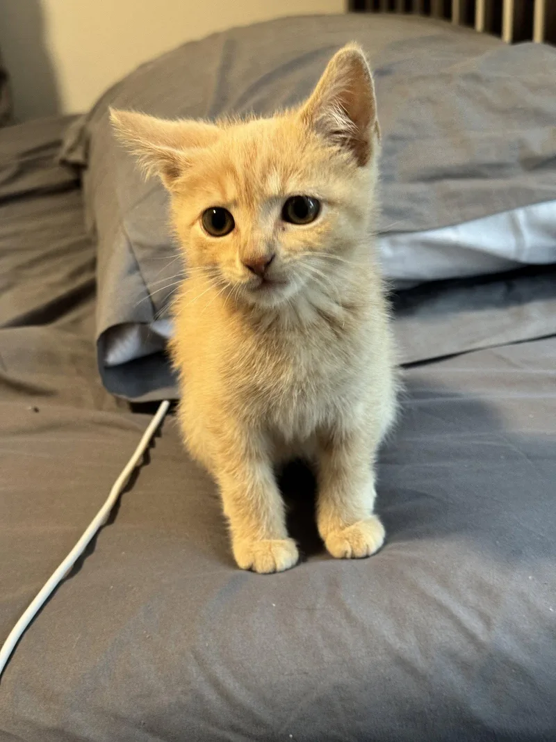 A baby medium-sized male Tabby cat named French Fry for adoption in Georgetown, KY