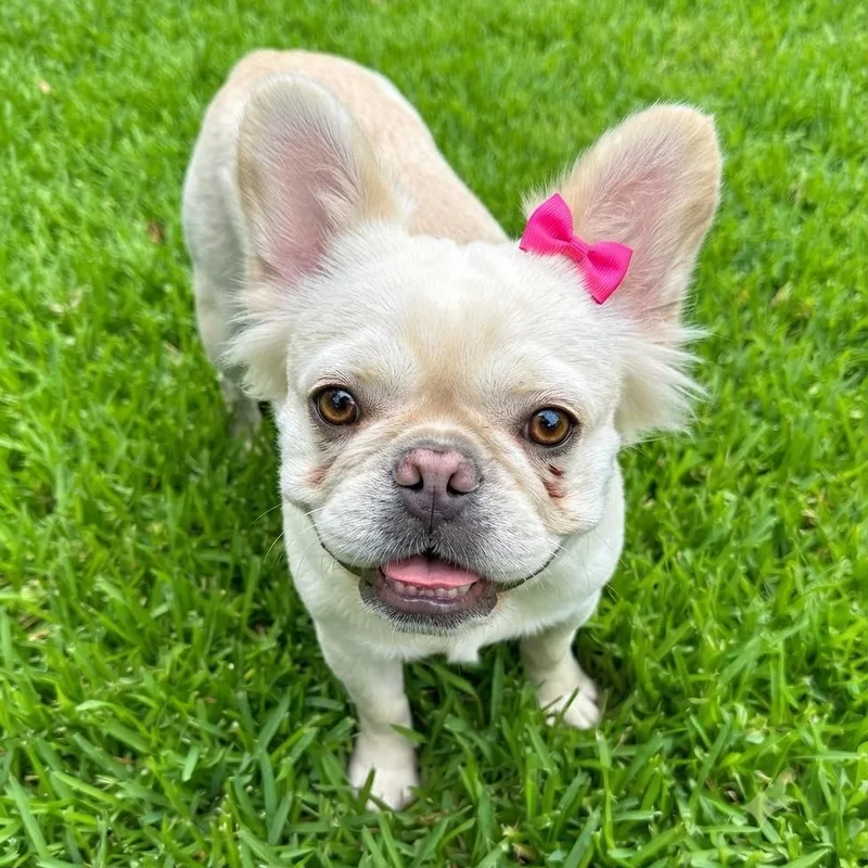 Lily Pearl