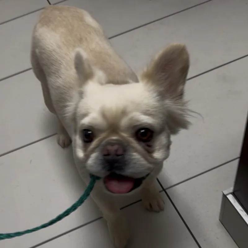 Lily Pearl thumbnail 3