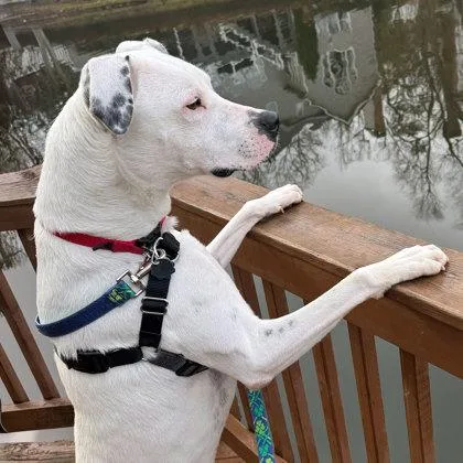 An adult large-sized male White / Cream American Staffordshire Terrier dog named Buck for adoption in Atlanta, GA
