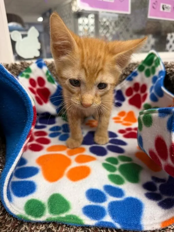 A baby medium-sized male Orange / Red Domestic Short Hair cat named Neo for adoption in Belton, MO