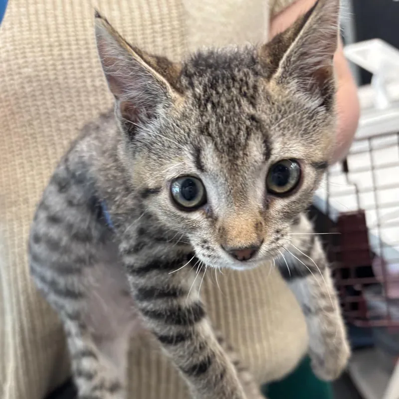 A baby small-sized male Brown / Chocolate Domestic Short Hair cat named Maintenance Man for adoption in Allentown, PA