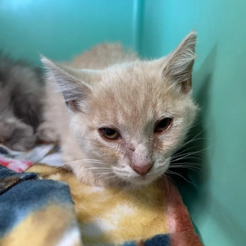 A baby small-sized female Orange / Red Domestic Short Hair cat named Thunder for adoption in Spanish Fork, UT
