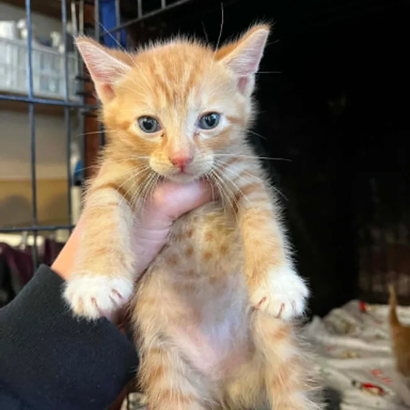 A baby small-sized male Orange / Red Domestic Short Hair cat named Hosomaki for adoption in Stephenville, TX