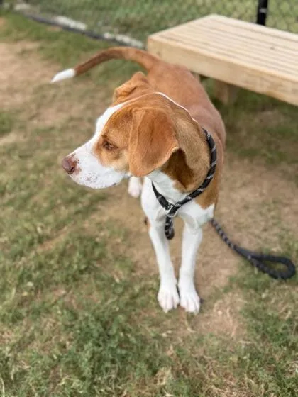 An adult medium-sized female Mixed Breed dog named Aldi for adoption in Atlanta, GA