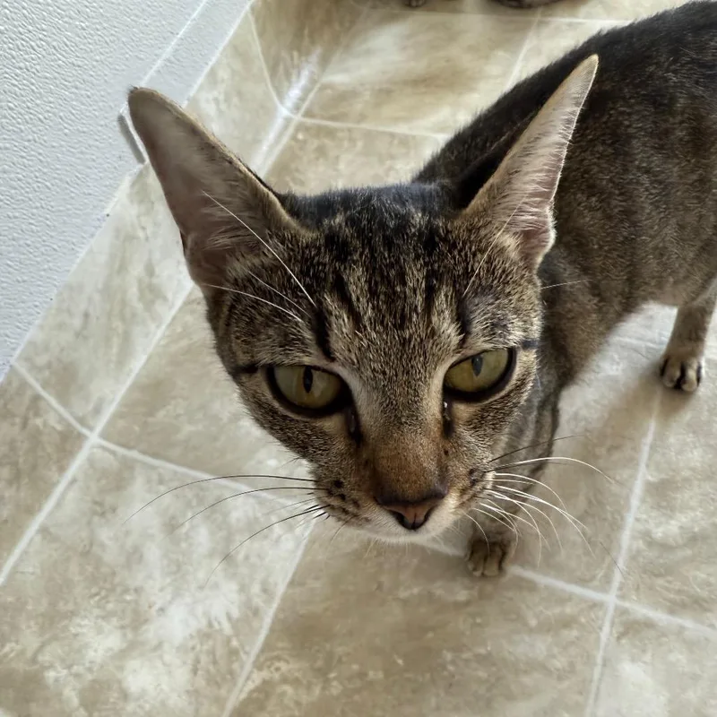 An adult small-sized female Gray / Blue / Silver Domestic Short Hair cat named Kiddy for adoption in Midland, TX