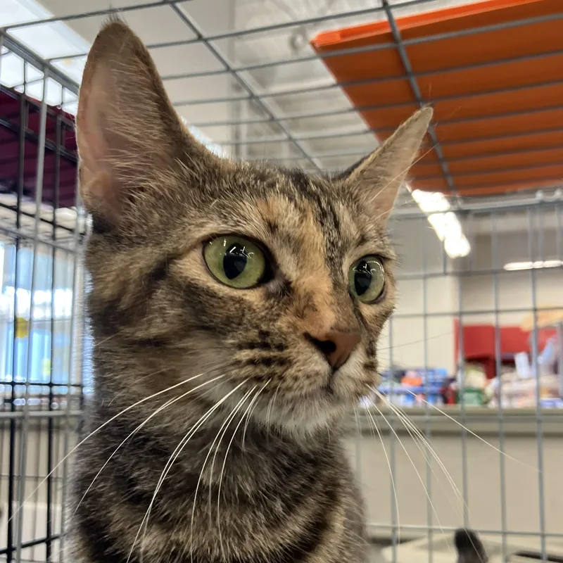 An adult medium-sized female Tabby (Brown / Chocolate) Domestic Short Hair cat named Gizmo for adoption in Easley, SC