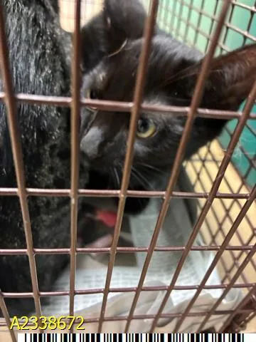A baby small-sized male Domestic Short Hair cat named Umbreon for adoption in West Palm Beach, FL