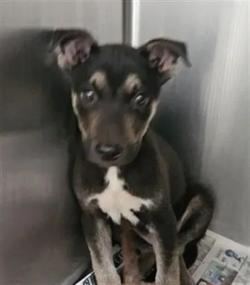 An adult medium-sized female Mixed Breed dog named Minnie for adoption in Los Angeles, CA