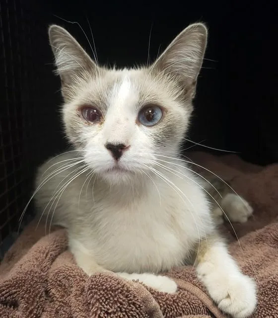 A young small-sized female Snowshoe cat named Athena for adoption in Tucson, AZ