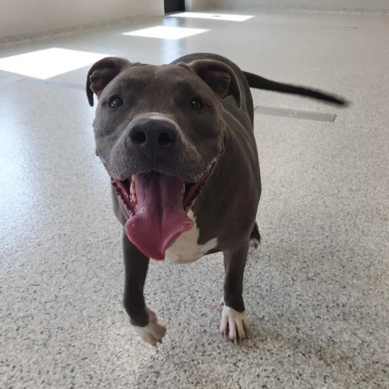 An adult extra large-sized male Gray / Blue / Silver American Staffordshire Terrier dog named Jax for adoption in Fort Wayne, IN