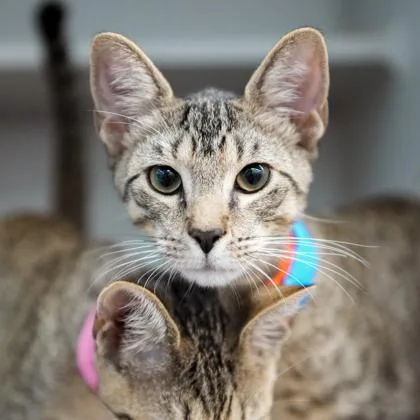 A baby small-sized male Gray / Blue / Silver Domestic Short Hair cat named Geo for adoption in Atlanta, GA