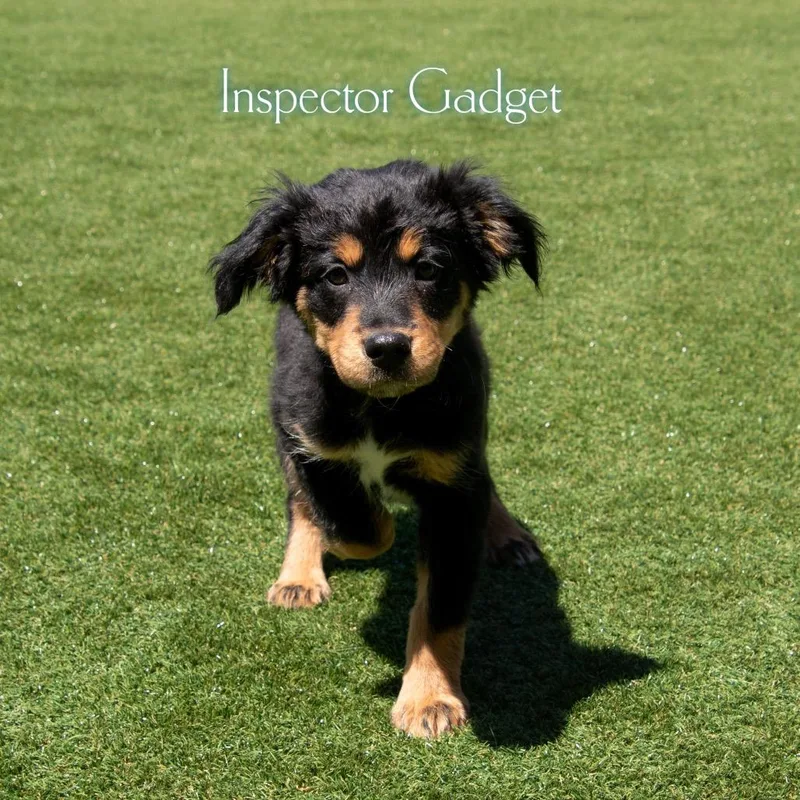 A baby small-sized male Black Mixed Breed dog named Inspector Gadget for adoption in Parkersburg, WV