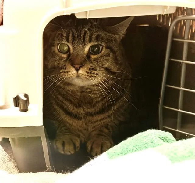 An adult medium-sized female Domestic Short Hair cat named Coco for adoption in Brighton, CO