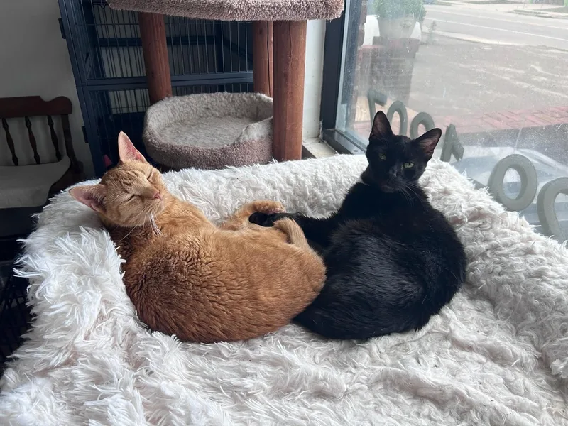 A senior medium-sized male Black Domestic Short Hair cat named Tristan for adoption in Huntington, NY
