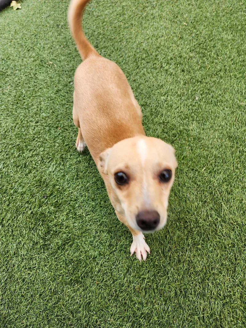 A baby small-sized male Chihuahua dog named Peanut for adoption in Hopkinsville, KY