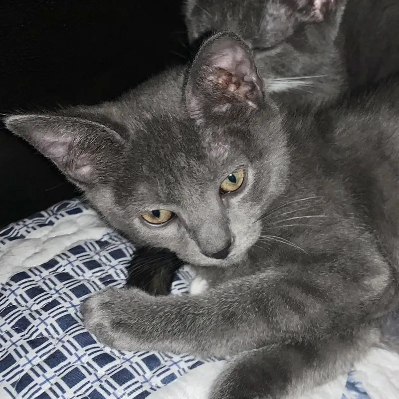 A baby small-sized male Gray / Blue / Silver Domestic Short Hair cat named Rowlf for adoption in Richmond, VA