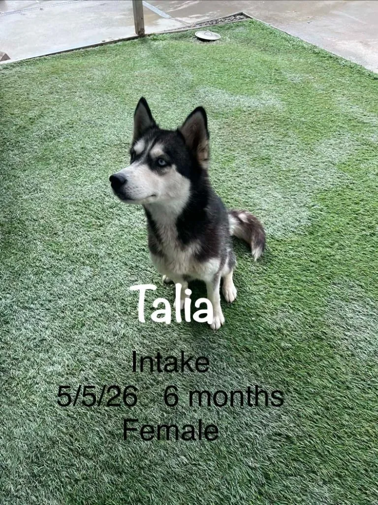A baby large-sized female Husky dog named Talia for adoption in Newman, CA