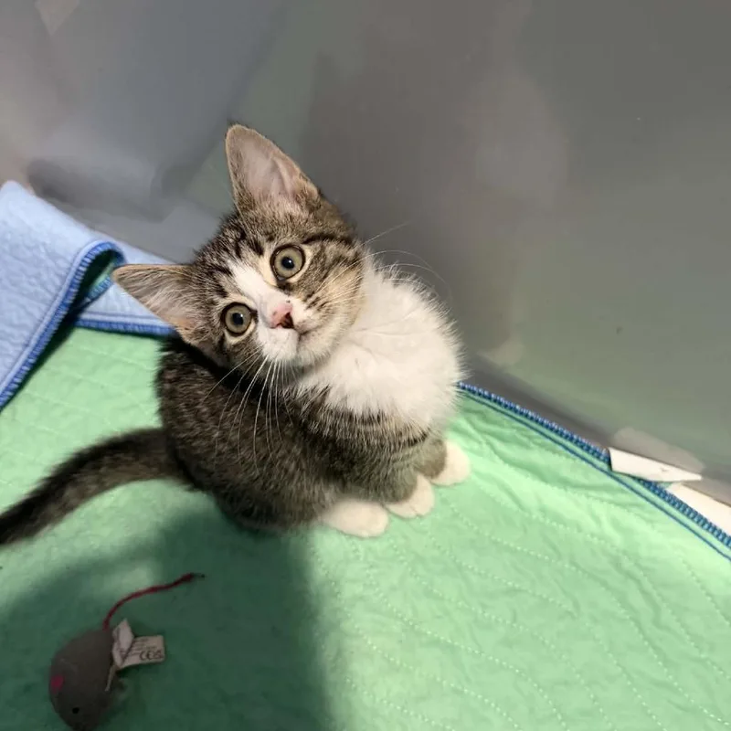 A baby small-sized female Brown / Chocolate Domestic Short Hair cat named Derry for adoption in Lyndhurst, VA