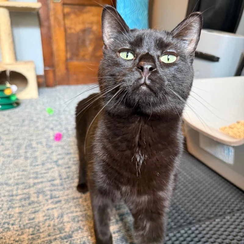 An adult medium-sized male Black Domestic Short Hair cat named Draco for adoption in Gibsonia, PA