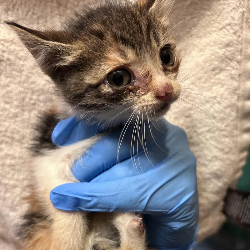 A baby small-sized female White Domestic Short Hair cat named Watermelon for adoption in Bastrop, TX