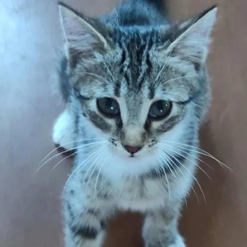 A young small-sized female Tabby (Brown / Chocolate) Tabby cat named Cloudy for adoption in Fort Payne, AL