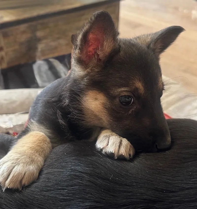 A baby large-sized female Black German Shepherd Dog dog named Lickorice for adoption in Evergreen, CO
