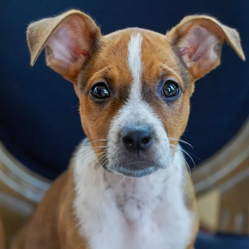 A baby medium-sized female Red / Chestnut / Orange Cattle Dog dog named Roxy for adoption in Fort Collins, CO