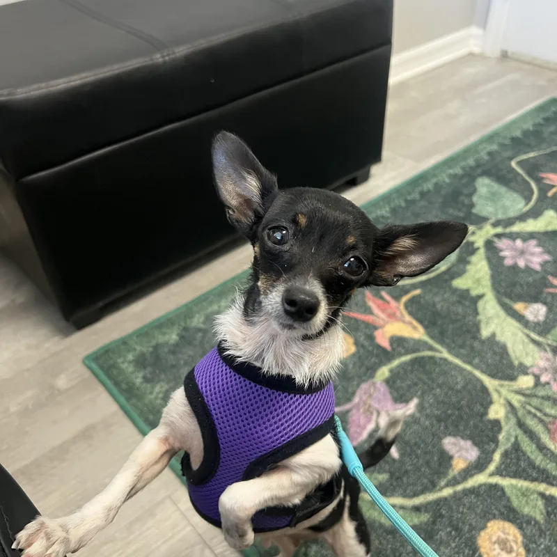 An adult small-sized female Tricolor (Brown, Black, & White) Chihuahua dog named Gigi for adoption in Wesley Chapel, FL