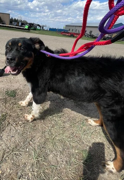 A young medium-sized female Mixed Breed dog named Bethany for adoption in Minot, ND
