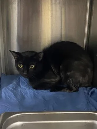 An adult medium-sized female Domestic Short Hair cat named Smokey for adoption in Cincinnati, OH
