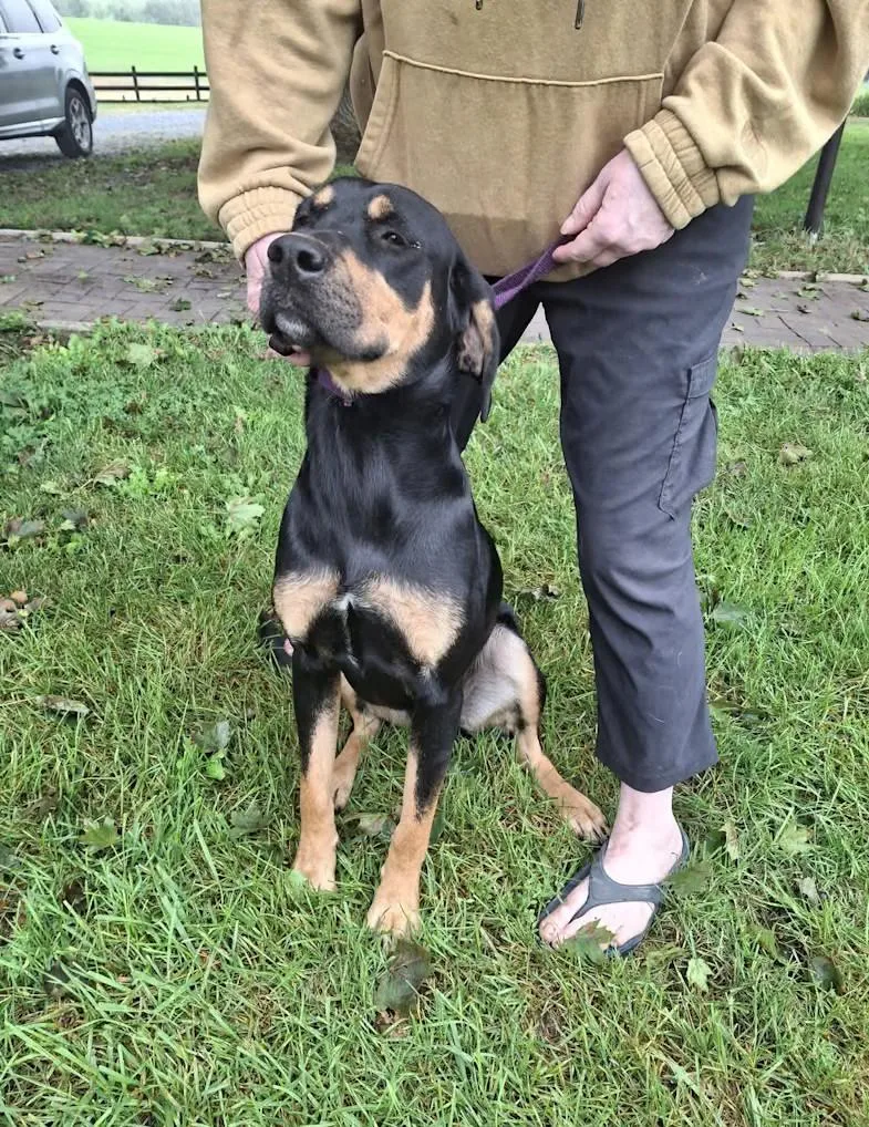 A young large-sized male Labrador Retriever dog named Henry for adoption in Monterey, VA