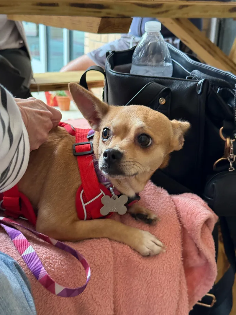 Chiquita thumbnail 2