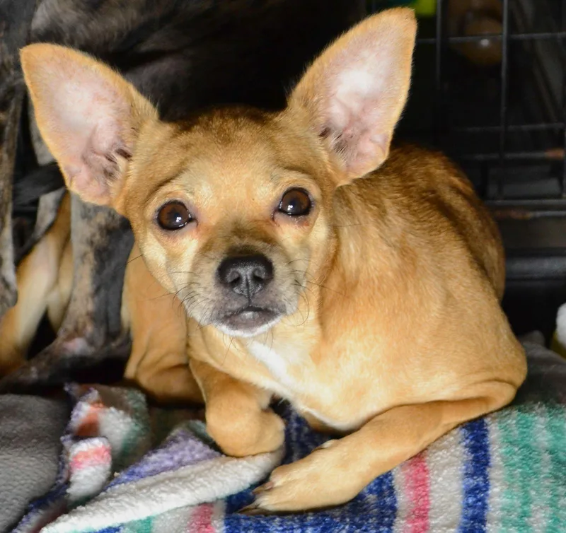 Chiquita thumbnail 3