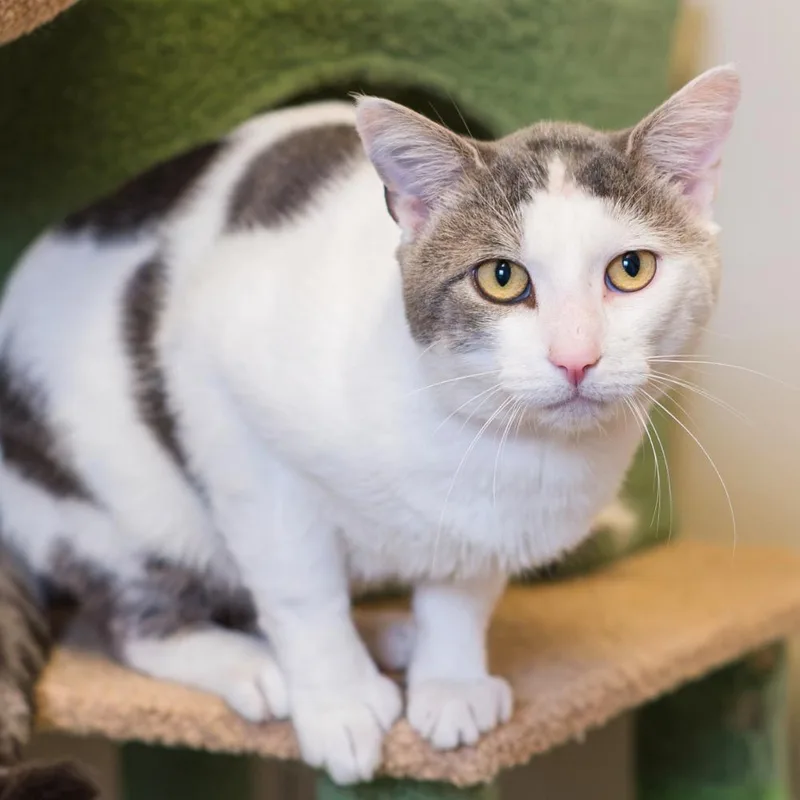 An adult small-sized male Domestic Short Hair cat named Randall for adoption in Port Washington, NY