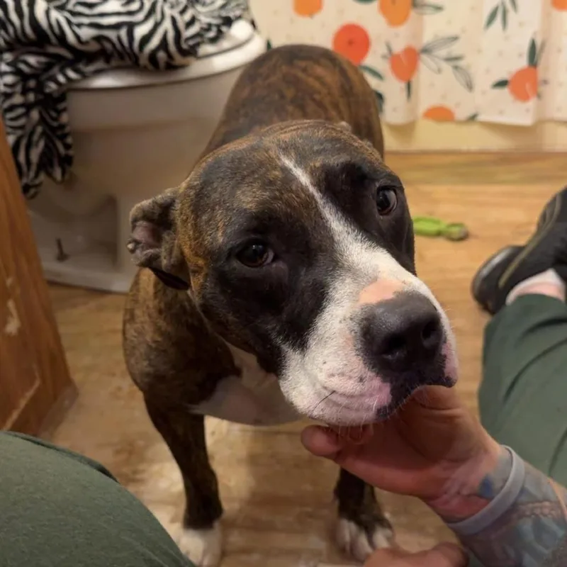 An adult medium-sized female Brindle Mixed Breed dog named Courtesy Listing  Roxie for adoption in Tuscaloosa, AL