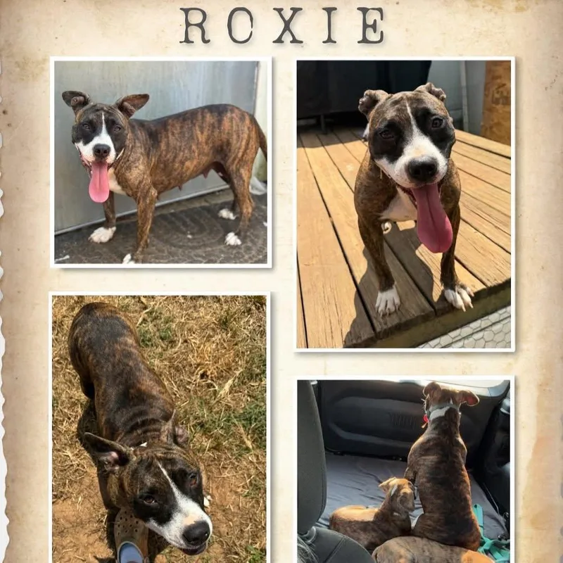 Courtesy Listing  Roxie thumbnail 3
