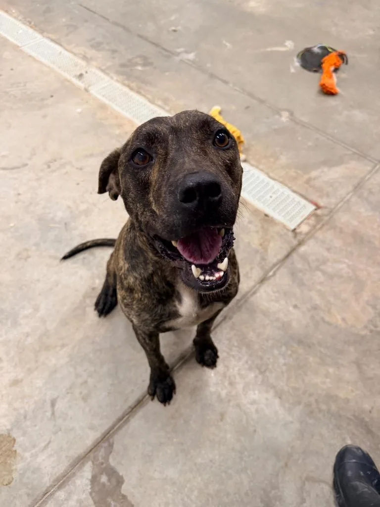 A young medium-sized male Pit Bull Terrier dog named Crowley for adoption in Newcastle, OK