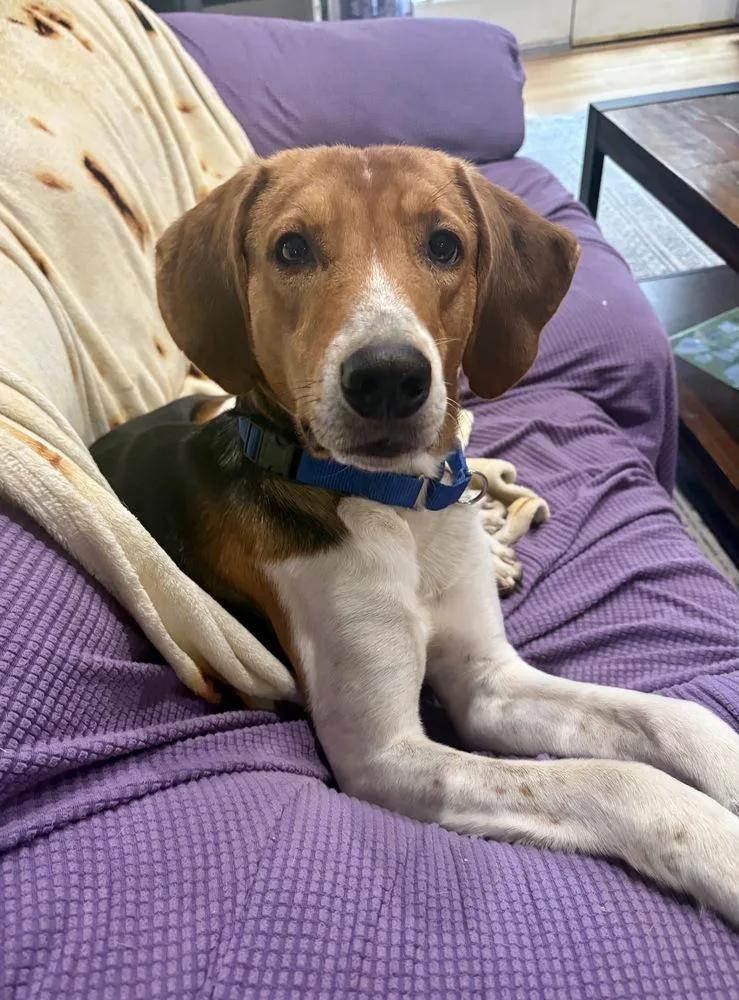 Louie