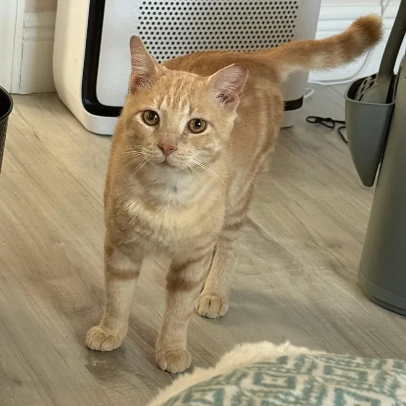 An adult large-sized male Tabby (Orange / Red) Domestic Short Hair cat named Woody for adoption in Parkland, FL