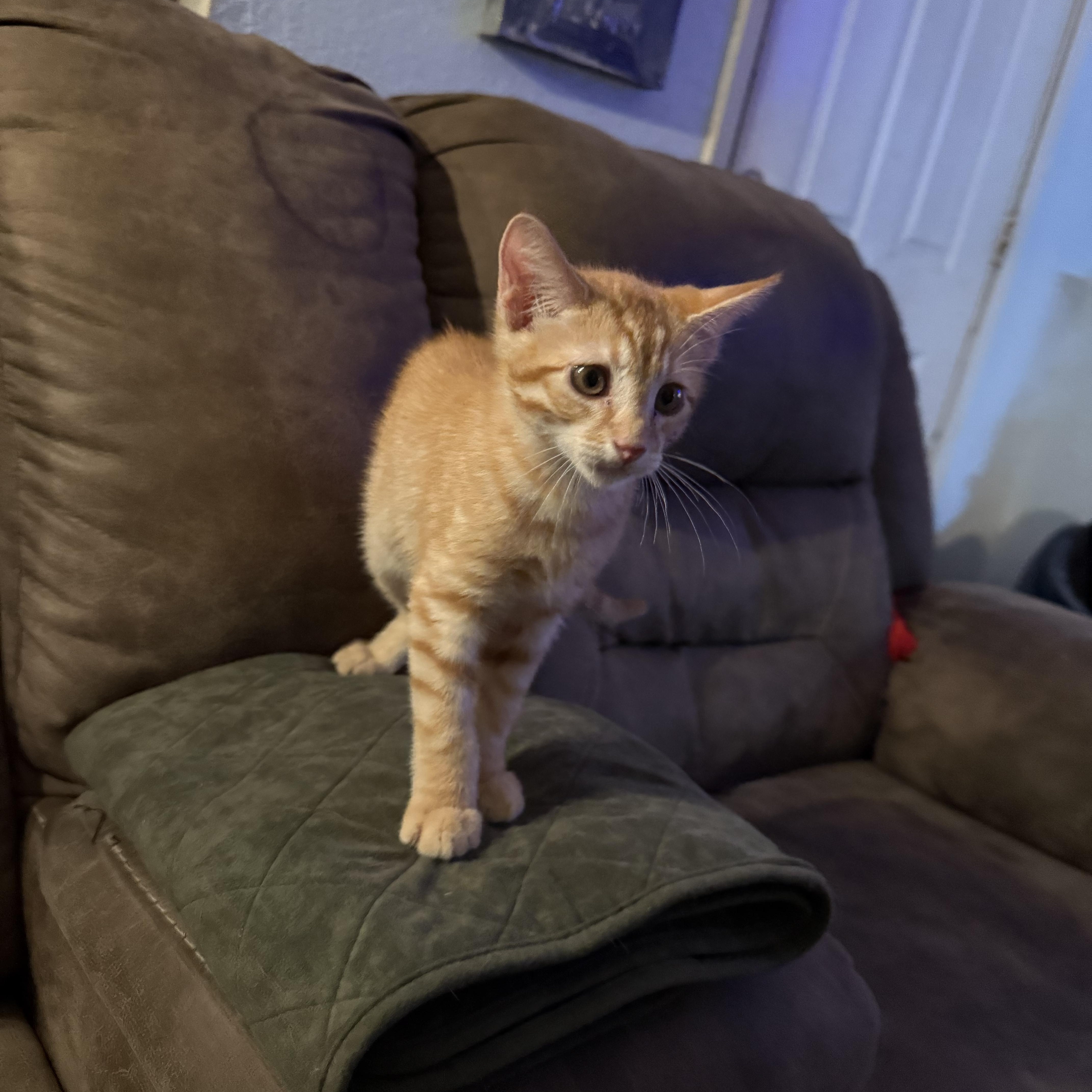 A baby medium-sized male Orange / Red Domestic Short Hair cat named Lionblaze for adoption in Fresno, CA
