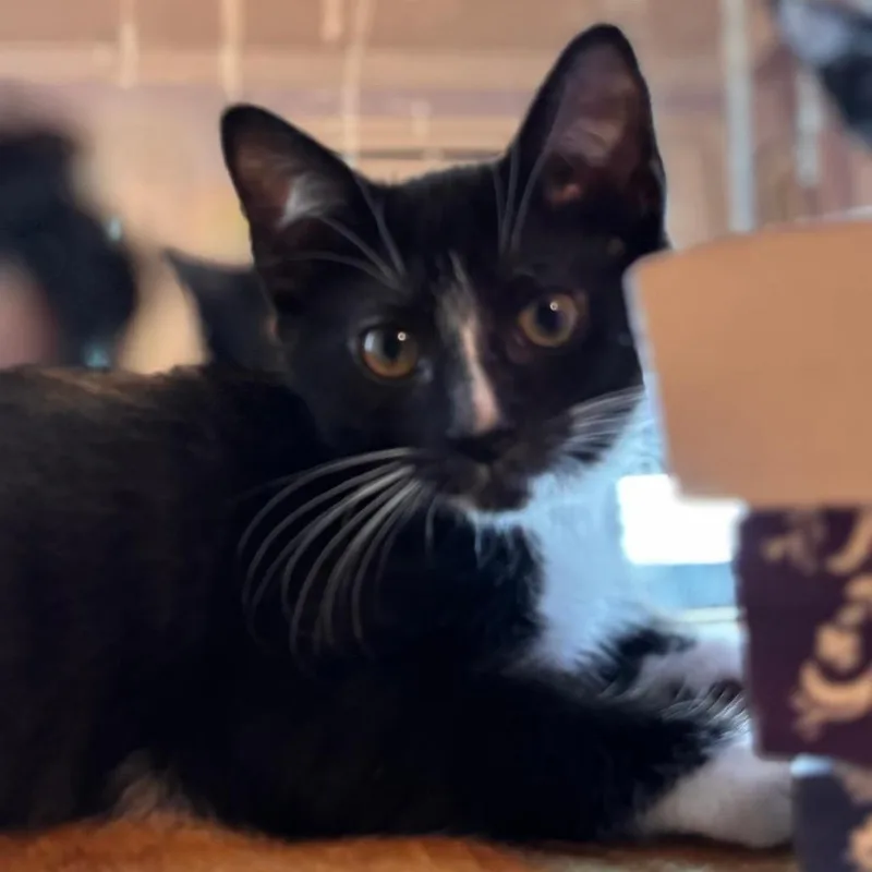 A baby small-sized male Black Domestic Short Hair cat named J&J: James for adoption in Falls Church, VA