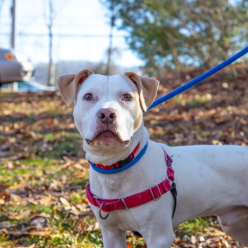 An adult medium-sized male Yellow / Tan / Blond / Fawn Pit Bull Terrier dog named Punch Buggy for adoption in Lyndhurst, VA