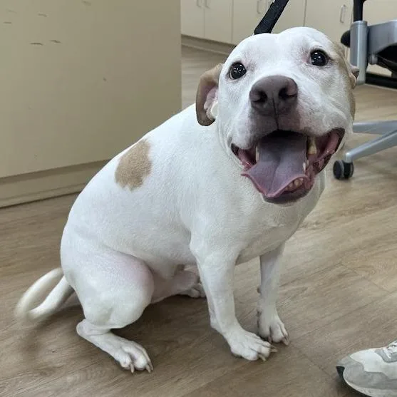 Punch Buggy thumbnail 2