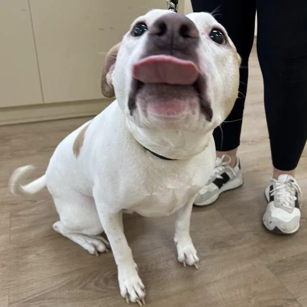 Punch Buggy thumbnail 3