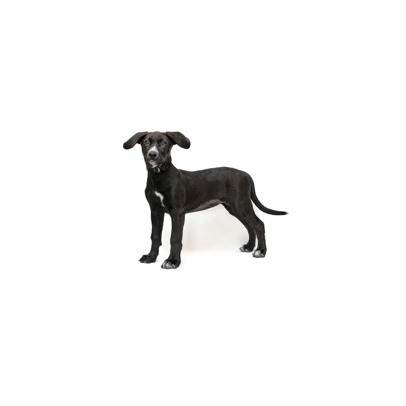 A baby small-sized female Black Mixed Breed dog named Elphaba for adoption in Playa Vista, CA