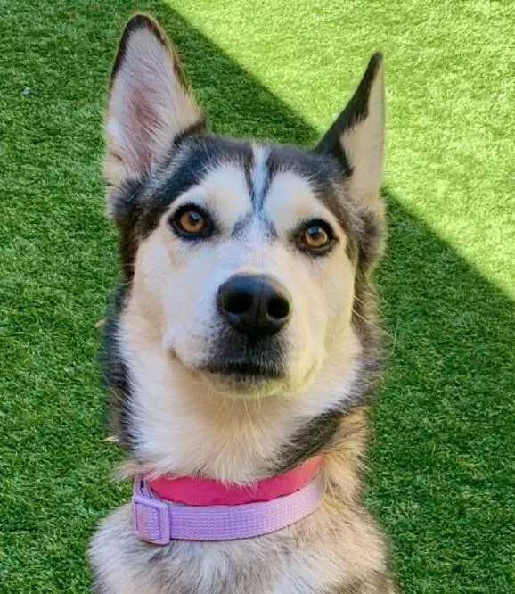 Urgent! Save Me Please!